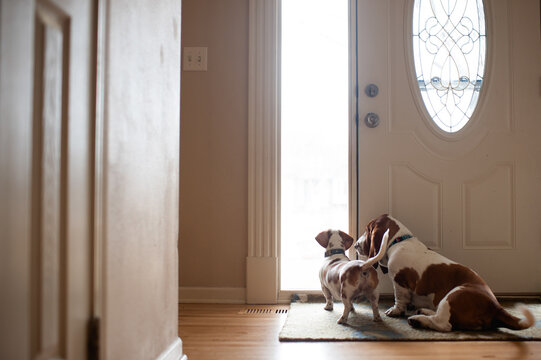 2 dogs looking out the window sitting on floor at home