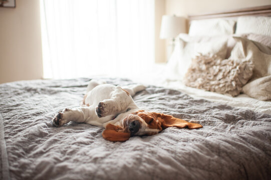 Basset hound dog laying on bed with ears spread out asleep