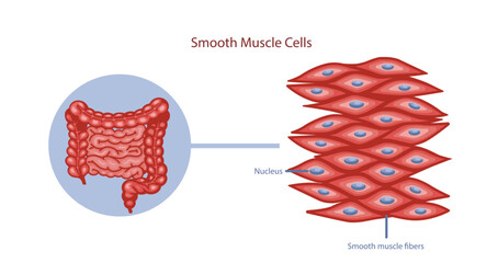 Smooth muscle cells