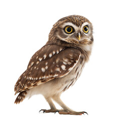 Naklejka premium Elf Owl AI Generated Image