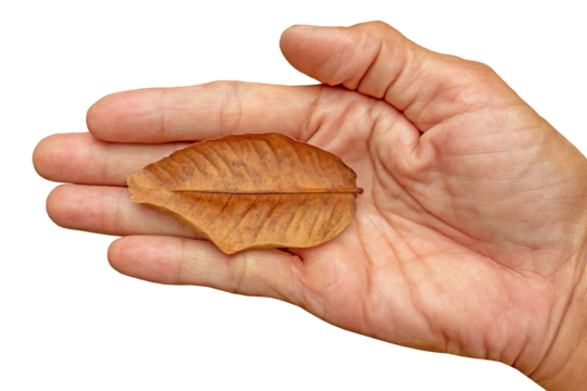 Dried Rose Apple Leaf (Syzygium aqueum) on Open Asian Male Hand Isolated on Transparent Background - Powered by Adobe
