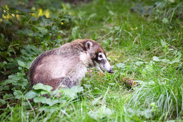 Nasua narica its enclosure on safari. Free-roaming animals in the safari park.	
