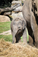 Fototapeta premium Portrait of boy indian elephant in zoo. He is so big, he is walking in his habitat.