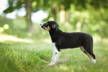 Spring portrait of dog in nature. He is so cute in the nature. He has so lovely face	
