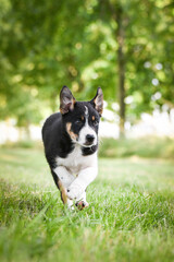 Spring portrait of dog in nature. He is so cute in the nature. He has so lovely face	
