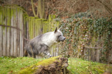 Naklejka premium Hyaena brunnea is standing in zoo habitat. She is beautiful animal with long hair. 