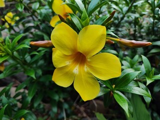 a close up of allamanda in the garden