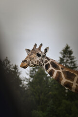 Obraz premium The giraffe walking around its enclosure on safari. Free-roaming animals in the safari park. 