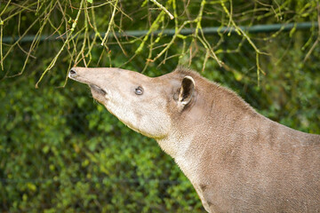 South American tapir reaching up to tree branches, side profile.