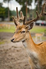 Obraz premium The fallow deer walking around its enclosure on safari. Free-roaming animals in the safari park. 