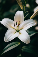 Fototapeta premium Close-up of a blooming white lily with a green bud