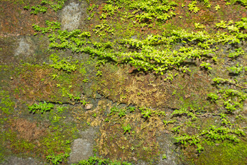 Green Moss Growing on Aged Brick Wall with Rough Texture
