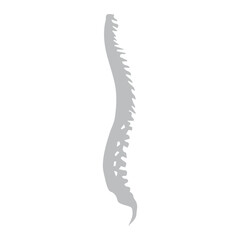 Spine lateral icon