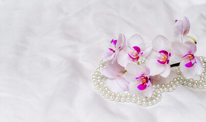 The branch of white orchids on white fabric background
