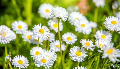 Fototapeta premium White small daisies blooming on grass background