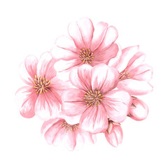 Pink flowers of almond. Sakura, cherry blossom. Watercolor illustration hand painted isolated. Spring blooming fruit plant. Summer floral composition. Botanical clipart for card, cosmetic, wedding.