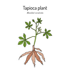 Manioc, or tapioca, or cassava (Manihot esculenta), edible and medicinal plant. Hand drawn botanical vector illustration