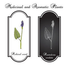 Pickerel weed (Pontederia cordata), edible and medicinal plant. Hand drawn botanical vector illustration