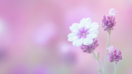 Obraz premium Space Verbena Purple Perspective Meadow Delicate Text