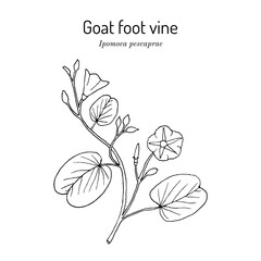 Goats foot vine or beach morning glory (Ipomoea pes-caprae), medicinal plant. Hand drawn botanical vector illustration
