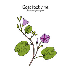 Goats foot vine or beach morning glory (Ipomoea pes-caprae), medicinal plant. Hand drawn botanical vector illustration