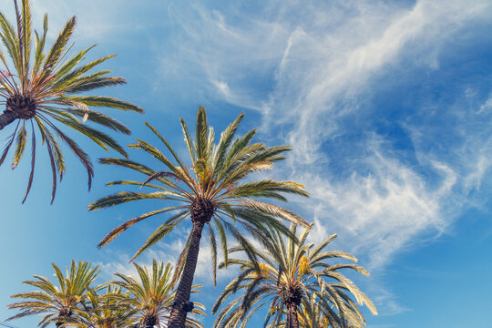 Tall, vibrant palm trees reaching towards a clear blue sunny sky
