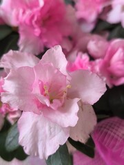 pink azalea flower with green leaves