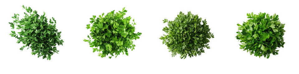 Collection of green healthy plants with abundant leaves and vibrant textures showcasing the natural beauty and thriving growth of diverse flora in a natural outdoor environment
