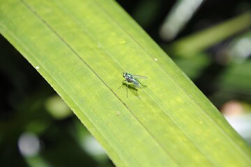 Metalic Green Fly Resting on a leaf