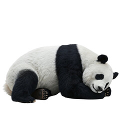 Fototapeta premium Animals photographed from different angles, animal theme or marketing campaign. High quality, realistic images with detailed textures, isolated on transparent background (PNG).