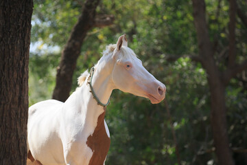 white marwari horse portrait