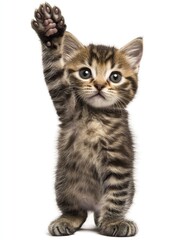 Obraz premium Kitten waving paw in white background for pets, animal, cute, and domestic cat stock