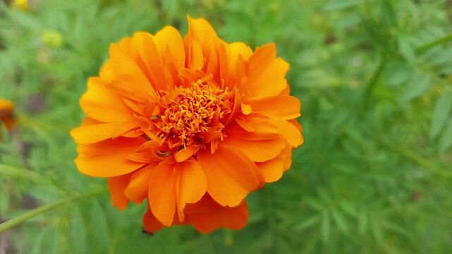 a black ant running around tagetes erecta or merigold flower 