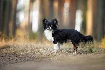 cute tricolor chihuahua dog standing in the forest