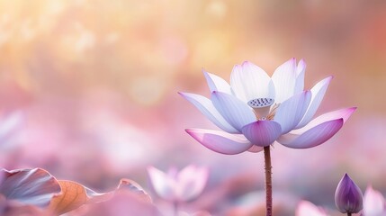 Fototapeta premium Space Lotus Purple Scene Center Right Text Empty Pink