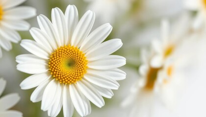 Delicate white daisy, yellow center, close-up, isolated on white, petals, texture
