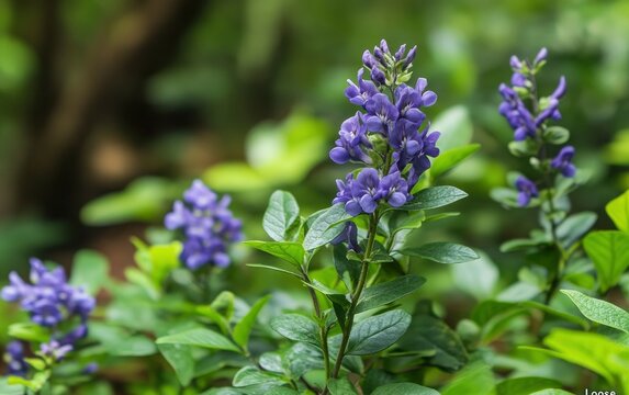 Blooming Blue False Indigo Flowers in a Garden Setting Nature Scene