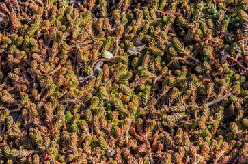 background of garden plants