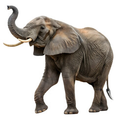 Obraz premium elephant isolated on white