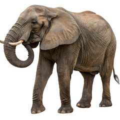 Fototapeta premium elephant isolated on white