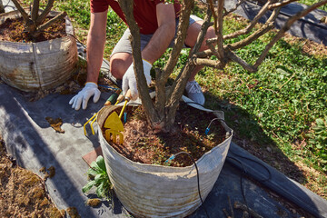 A male gardener with hat working with hoe in a blueberries organic farm.