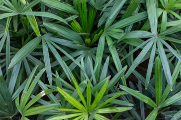 Obraz premium Lush Green Lady Palm Leaves Background