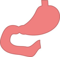 シンプルで優しい色使いの胃と十二指腸イラスト