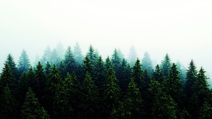 Fototapeta premium Misty Evergreen Forest Aerial View Nature Trees Woods Landscape