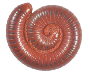 millipede isolated on the transparent background. close-up.