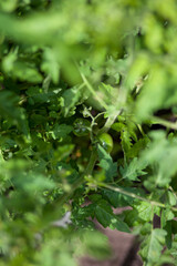 Green tomatoes on a branch. Shrub in the greenhouse. Gardening. High quality photo