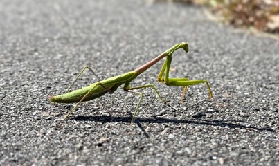 green praying mantis