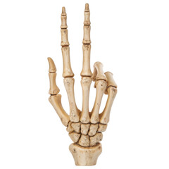 A detailed human skeletal hand model displaying the fingers and bones distinctly, isolated on white background.