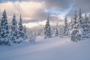 Fototapeta premium Snow-covered landscape in a serene winter forest at dusk with soft light and heavy clouds above