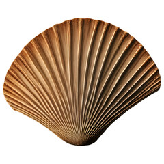 summer elegant sea jacobean scallop shell isolated on background, Natural Ocean Shell.